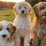 Goldendoodle F1B vs F2B: Understanding the Differences and Making the Right Choice