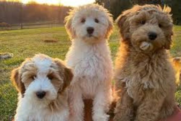 Goldendoodle F1B vs F2B: Understanding the Differences and Making the Right Choice