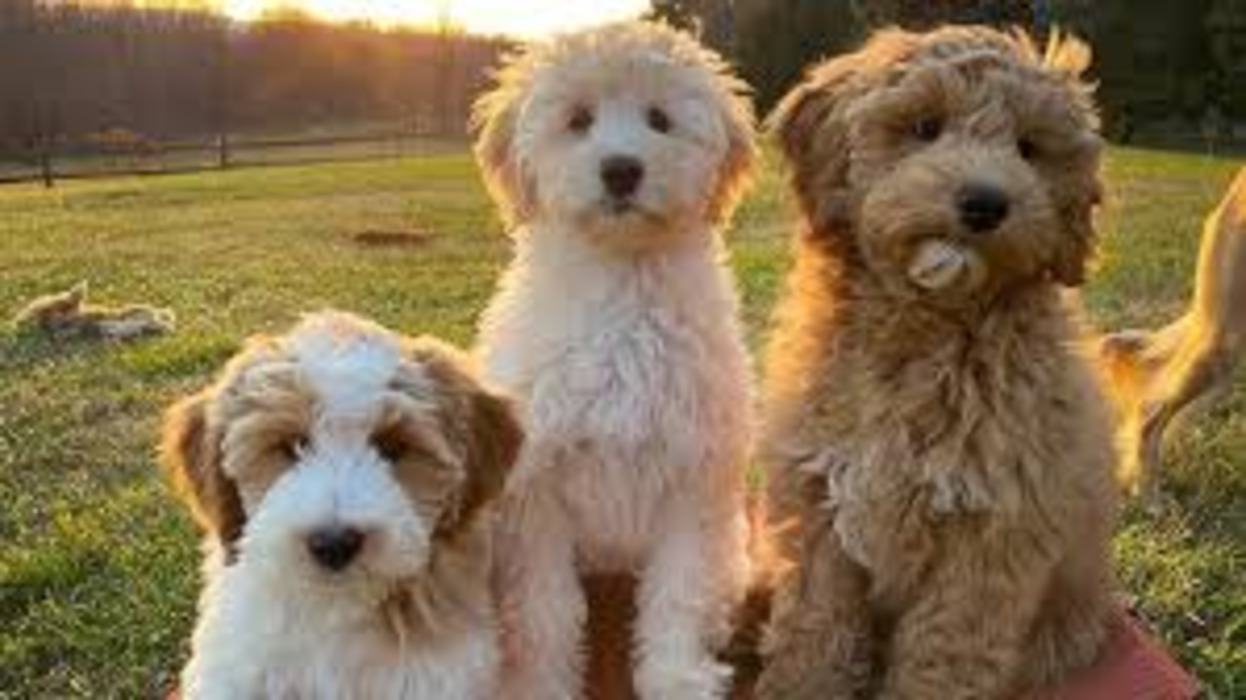 Goldendoodle F1B vs F2B: Understanding the Differences and Making the Right Choice