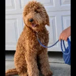 Goldendoodle F1B vs. F2B: Understanding the Differences