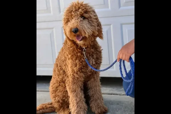 Goldendoodle F1B vs. F2B: Understanding the Differences