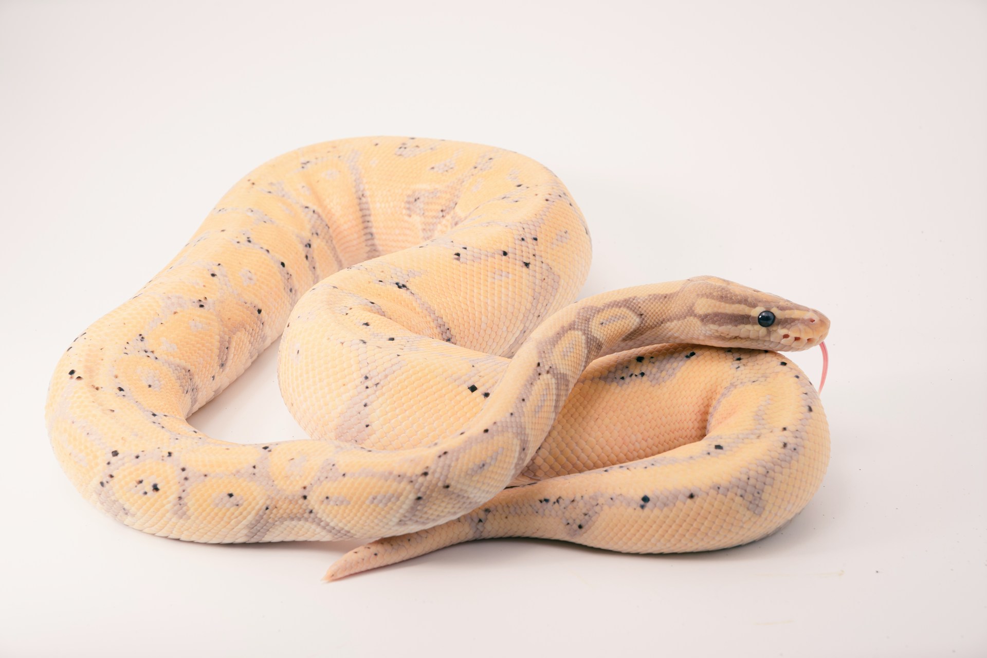 The Ruby Snake: An Exquisite Reptile of the Tropical Rainforests